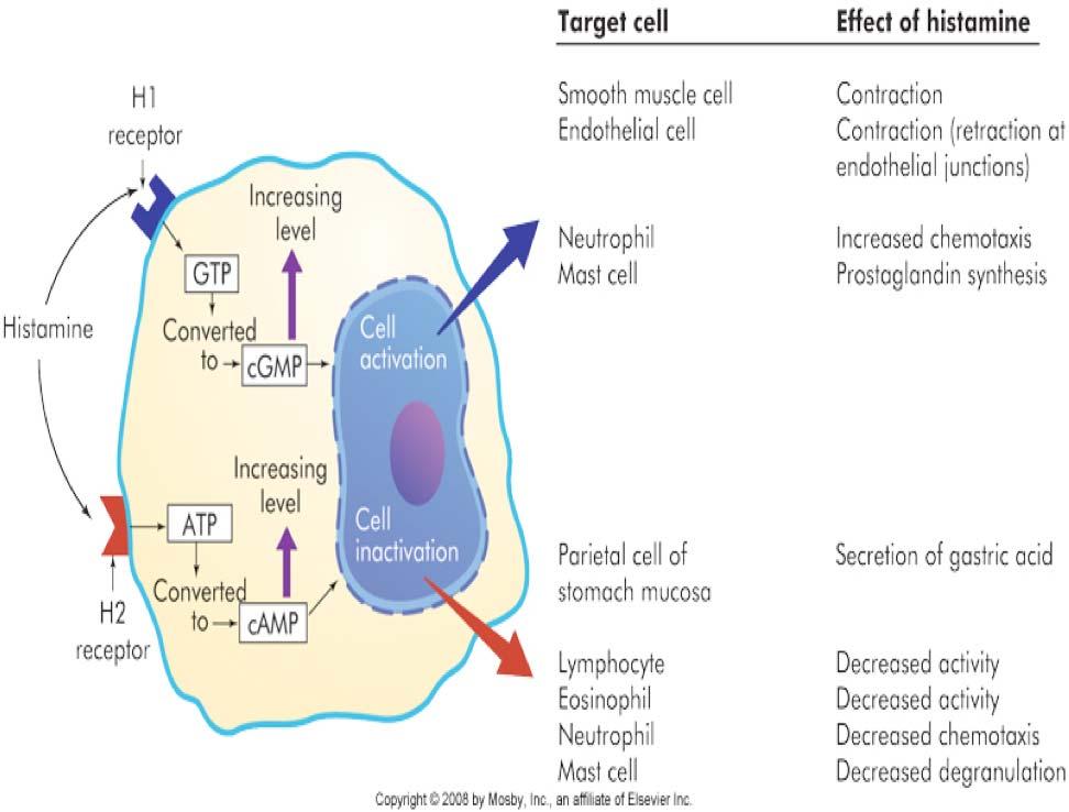 mast cells Effects of histamine through H1 and H2 receptors. These effects depend on (1) the density and affinity of H1 and H2 receptors on the target cell, and (2) the identity of the target cell.