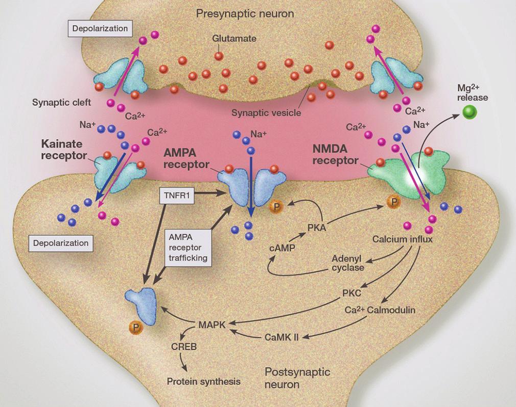 Figure 9: Illustration demonstrating the trafficking of AMPA calcium-permeable receptors from the endoplasmic reticulum to the synaptic lipid raft, thus increasing glutamate sensitivity and