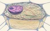 13 The Cytoskeleton network of filamentous structures Mainly made of microtubules and microfilaments (intermediate filaments as well) Function - - - 14 Microtubules, Microfilaments and