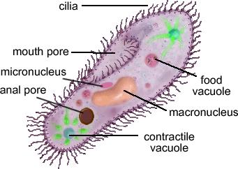 16 Cilia membrane-bound cylinder, with 9+2 arrangement of microtubules. Microtubules are doublets short, hairlike projections beat stiffly, like oars function in cell movement or particle movement (e.