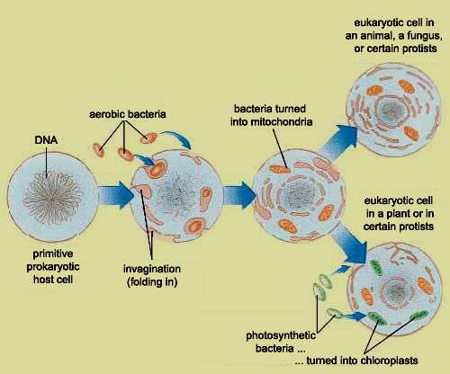 63) Endo = Symbiotic = Invagination of the PM accounts for formation of nucleus and other organelles.