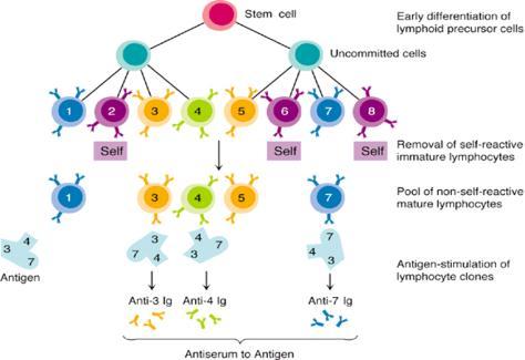 B cell development Differentiate between monoclonal and polyclonal antibody Describe the process of stimulation of individual B cells to divide and secrete antibody such as to generate immunity to
