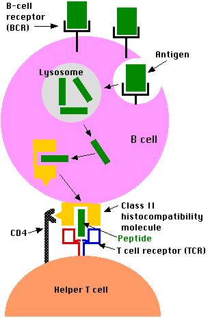 parental cell. Lymphocytes expressing receptors that recognise self molecules are deleted early during lymphocyte development.