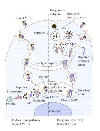 HUMAN LEUKOCYTE ANTIGEN DP A B Class II DQ A B DR A B Class I B C A Genes Cell membrane Outline the mechanisms by which antigen presenting cells (APCs) process and present antigens.