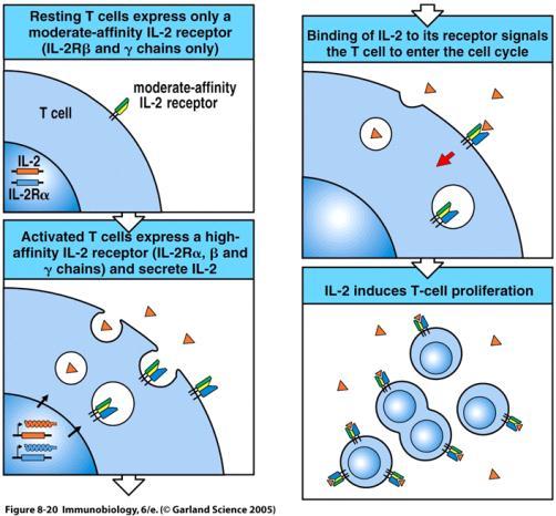 they produce Outline the importance of antigen presenting cells in the induction of T lymphocyte responses Explain the different requirements for activation of naïve and memory T lymphocytes The role
