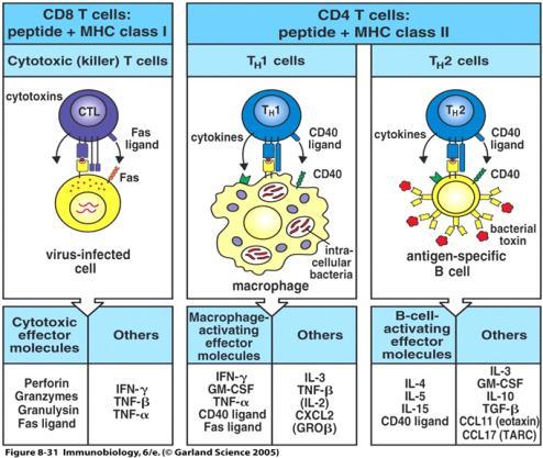 Co-stimulation signal Antigen recognition in the absence of co-stimulation leads to tolerance in peripheral T cells. Effector (memory?