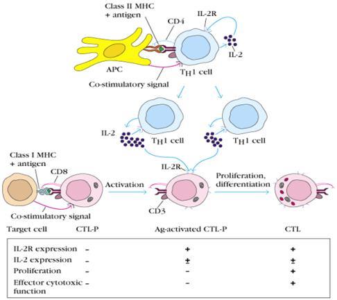 CD80 to CD28= APC to T cell activation Describe effector functions of T lymphocytes including cell-mediated cytotoxicity, macrophage activation, delayed type hypersensitivity and T/B lymphocyte