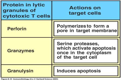 IL-2 produced by Th1 cells causes Ag-activated CTL-P to proliferate and differentiate into the fully fledged cytotoxic T lymphocytes.
