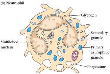 Innate Immune ystem 09 April 2012 11:55 Learning Objectives Briefly describe the functions of the important phagocytic cells: neutrophils, monocytes/macrophages.