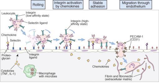 Describe a typical inflammatory response to a localised infection involving recruitment of neutrophils, and phagocytosis and killing of bacteria.