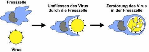 Tasks of the immune system I Recognition and inactivation of the pathogens (viruses, bacteria, fungi, protozoa and worms) penetrated in the organism or their toxins.