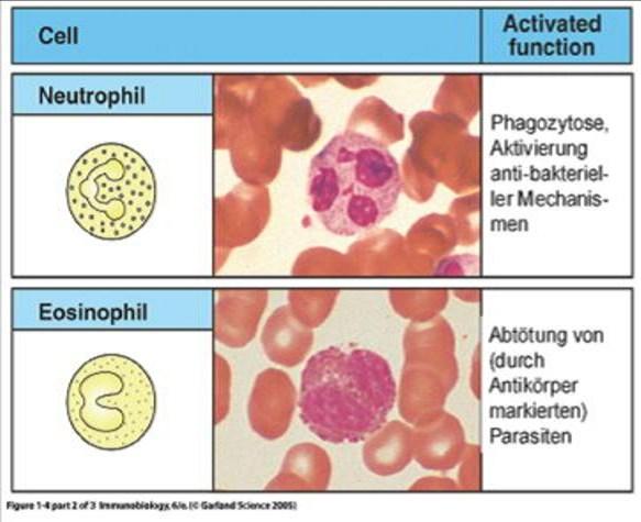 Phagocytosis, activation of anti bacterial mechanisms