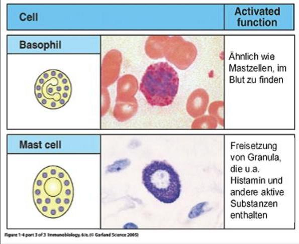 Like mast cells, to find in blood Release of granule, which