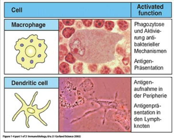 Phagocytosis and activation of anti bacterial mechanisms Antigen presentation