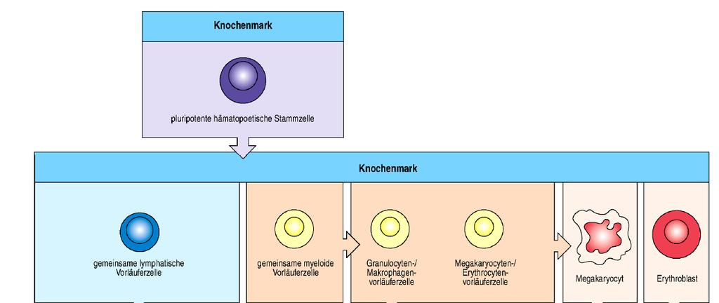 Development of the blood cells Bone marrow pluripotent hematopoietic stem cell Bone marrow common lymphoid progenitor common myeloid progenitor granulocyte/ macrophage progenitor megakaryocytes/