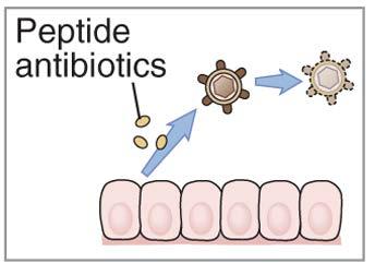 cathelicidins (antibiotics) Phagocytes and