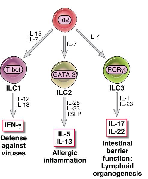 Innate lymphoid cells 8 ILCs make many of the same cytokines as T cells but lack TCRs (detected in RAG- /- mice); typically respond to tissue cytokines May contribute to early cytokine responses in