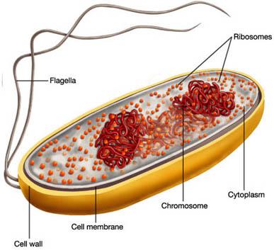 Bacteria - Cells with membrane