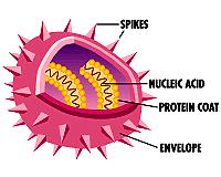 Viruses Nucleic acid core surrounded by protein capsid, and for some viruses