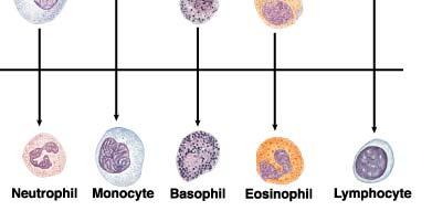 Cells of the immune system Bone marrow Blood = plasma + cells Macrophages B-lymphoctes T-lymphocytes Natural Killer Cells Defense