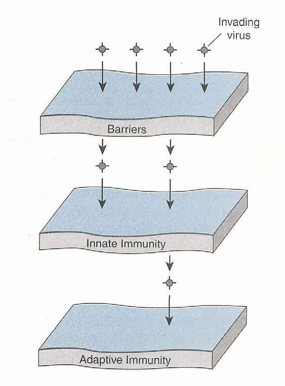 Types of Immunity Physical Barriers -skin(2 square meters!) - mucose membranes (400 square meters!