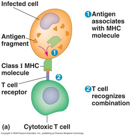 MHC molecules display antigens MHC I: displays antigens on infected cells All