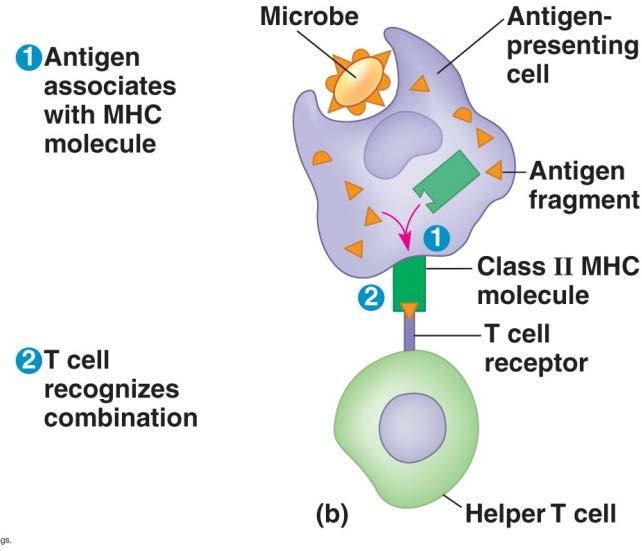 MHC molecules display antigens MHC II: displays antigens when a cell phagocytizes a pathogen (APC cells) Only