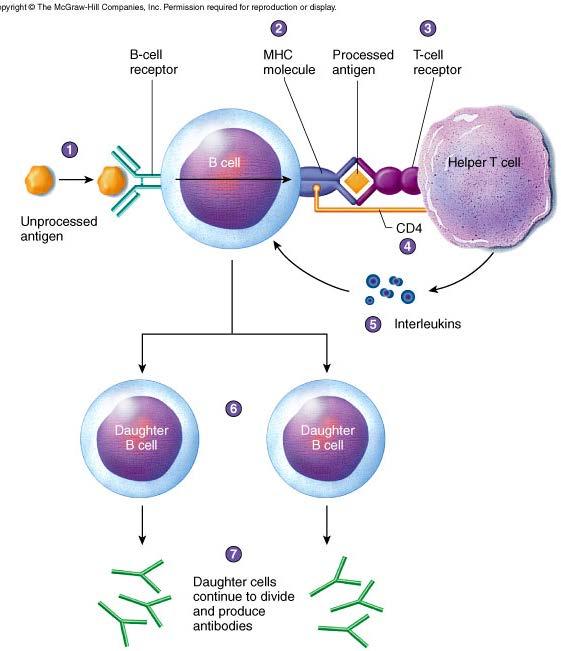 B cell activation Antibody-mediated B-cells can also phagocytize & process antigens same antigen that stimulated a T h T h