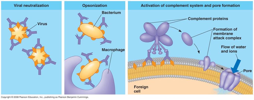 Effects of Antibodies Direct: Antibodies bind antigens = inactivation Indirect: Activate Complement