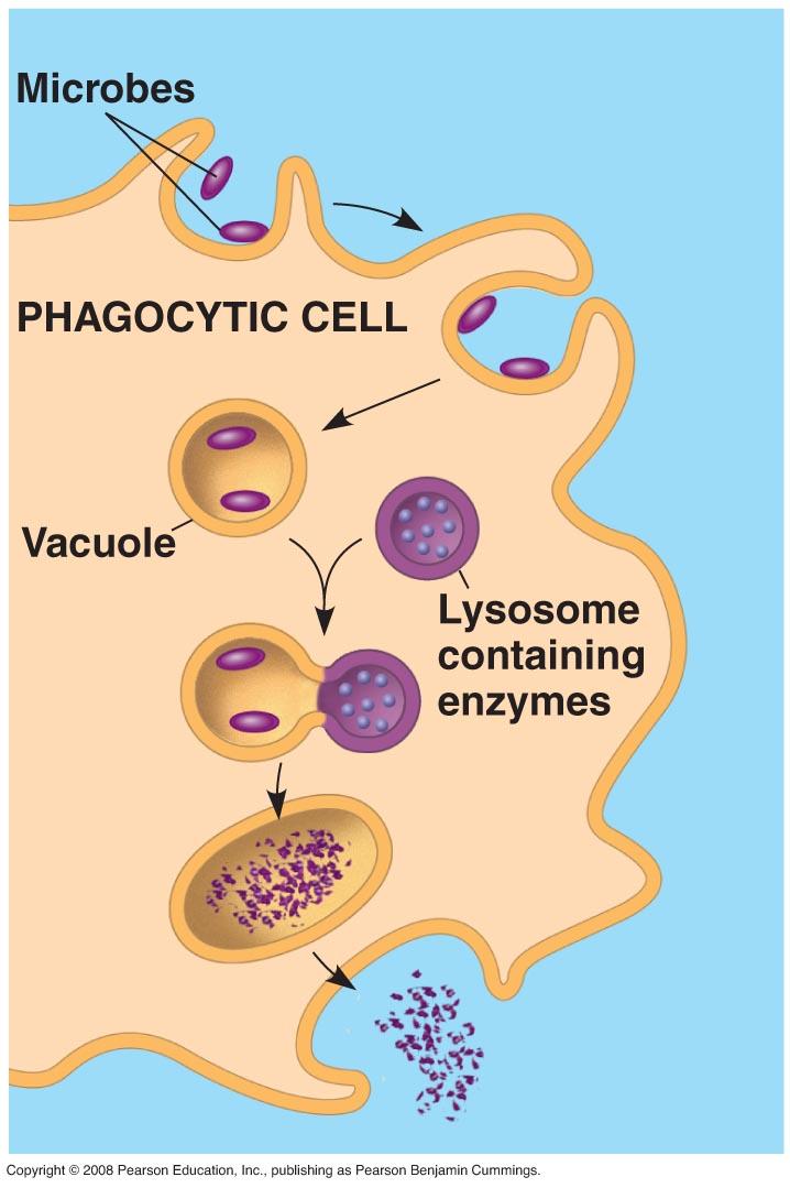 Innate immunity Phagocytic cells Neutrophils Small; first to enter infected tissue from blood; ingest, then die --> pus accumulation