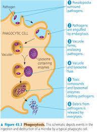Phagocytes Phagocyte function is intimately associated with an effective inflammatory response and also with certain antimicrobial proteins.