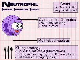 Neutrophils The phagocytic cells called neutrophils constitute about 60 70% of all white blood cells (leukocytes).