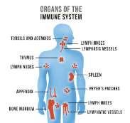 Ch. 11: Immune Physiology Objectives: 1. Review immune organs & cells. 2. Two types of immunity. 3.