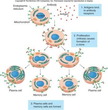 Action of B Lymphocytes 1. Antigen binds to antibody receptors on B-cells. 2. On contact with the antigen B-cells replicate by cloning to make lots and lots more B-cells. 3.