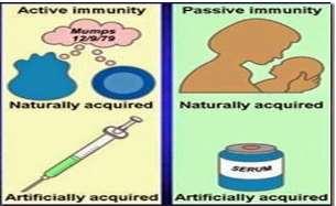Classification of Immunity 1) Active immunity = get immunity (antibodies) that you produce from