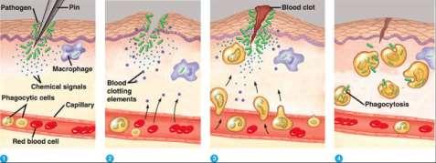 1) Innate Immunity (non-specific) B. Internal innate defense (if things get in, try & kill them without antibodies) Step 1. Phagocytic WBC Cell response engulf and destroy pathogens.