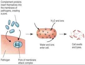 Inflammatory Response - Mast cells secrete histamine for inflammation.