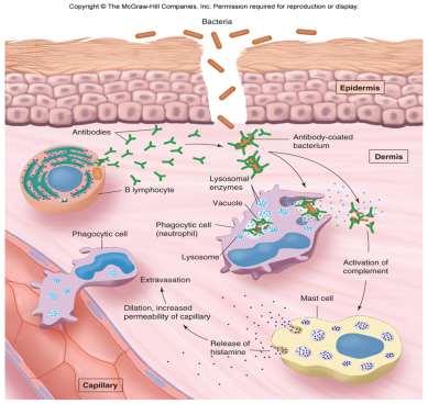 Activation of Internal Innate Immunity 1. Neutrophil and monocytes attack pathogen in blood, secrete pyrogens (fever) Fig 11.3 2.