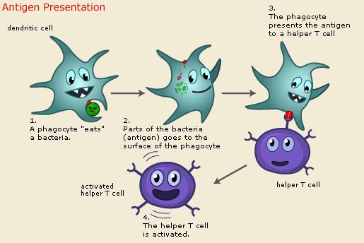 I m now an APC! Here ya go Helper T! 1. A macrophage eats a bacterial cell. 2. Part of digested bacteria moves to outside of macrophage now an APC Thanks APC. Now I m activated! 4.