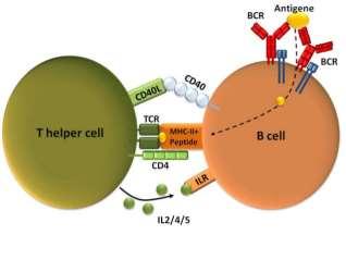 Activated T-cells stimulate B-cells (plasma cells) to make antibodies to an
