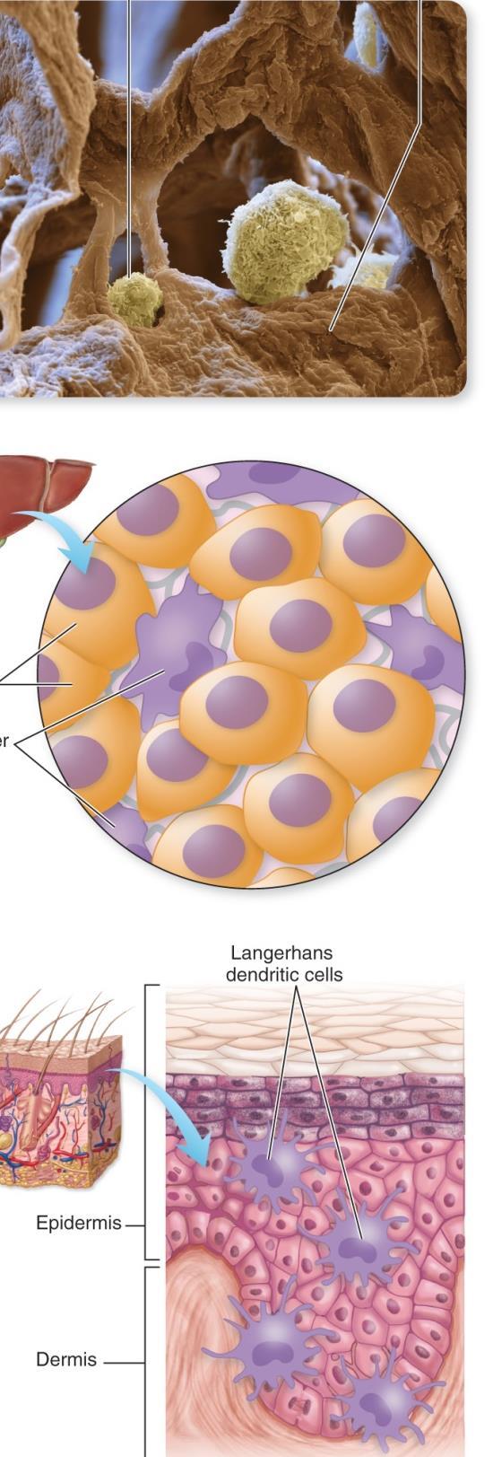 Phagocytosis: Cornerstone of Inflammation and Specific Immunity Neutrophils (part of PMNs): General purpose phagocytes Early inflammatory response to