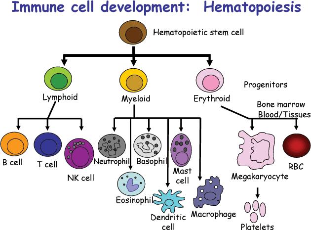 Immune Cell Development - Hematopoeisis Bone marrow Self-renewing The Phagocytic