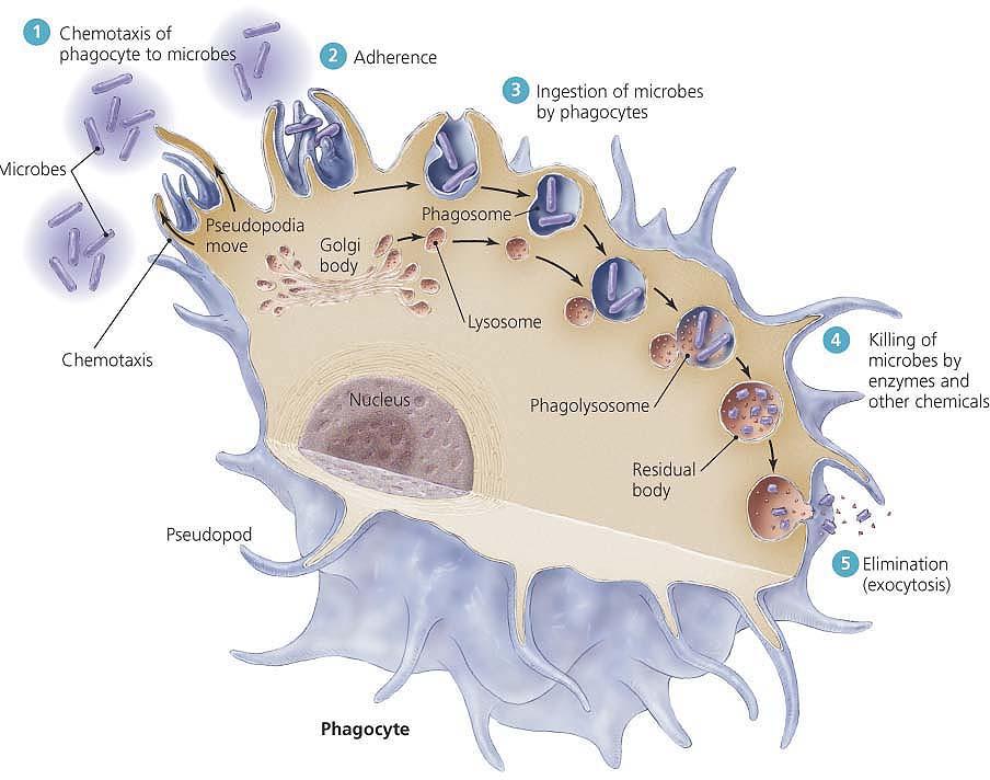 , publishing as Benjamin Cummings Five Major Events of Phagocytosis Chemotaxis
