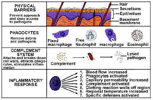 Barriers Physiologic Barriers Phagocytic