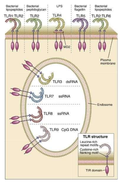 Toll-like receptors (TLRs) A family of conserved cellular receptors that mediated cellular responses to PAMPs and DAMPs TLRs activation is essential for provoking
