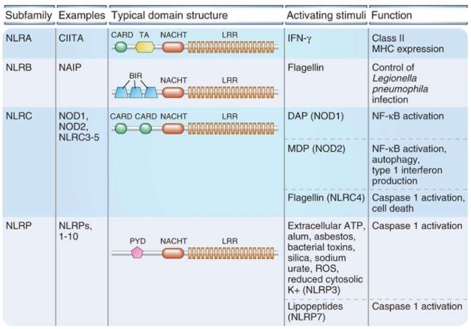 NOD-Like Receptors NOD-like receptors (NLRs) are a family of more than 20 different cytosolic proteins, some of which recognize