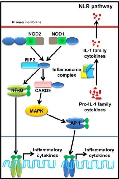 NOD1 and NOD2 NOD1 & NOD2 recognize peptidoglycan substructures and promote innate immune responses NOD1 diaminopimelic