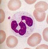 Phagocytes Neutrophil