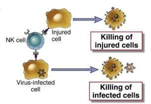 Functions of NK cells 1.