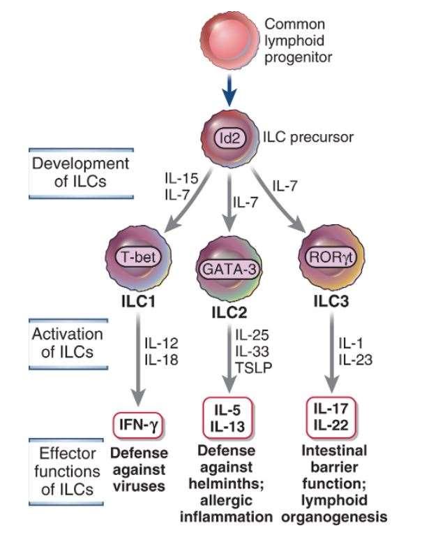 Innate lymphoid cells The three subsets of ILCs produce different sets of cytokines, participate in host defense against distinct pathogens, and different inflammatory disorders These subsets are